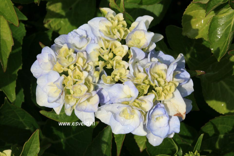 Hydrangea macrophylla 'Setzuka-yae' (syn. 'Domotoi')