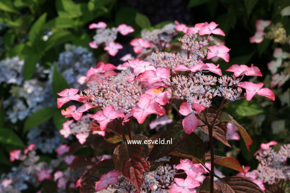 Hydrangea serrata 'Benigaku'