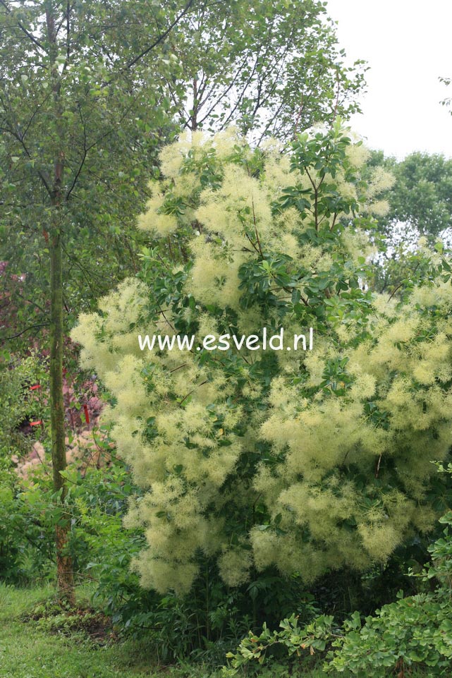 Cotinus coggygria 'Kanari'