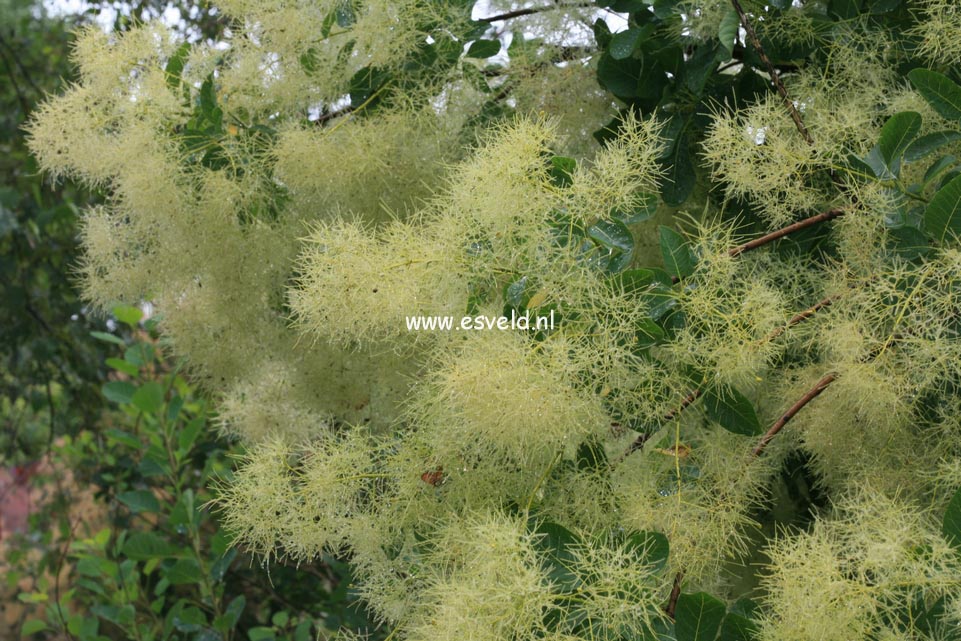 Cotinus coggygria 'Kanari'