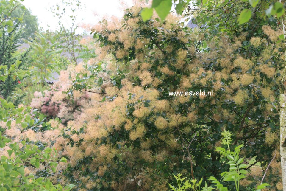 Cotinus coggygria 'Green Fountain'