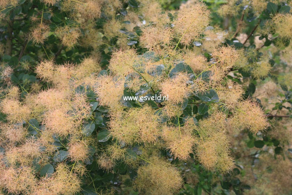 Cotinus coggygria 'Green Fountain'