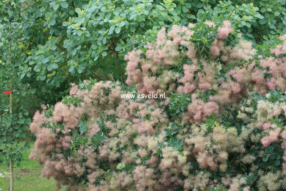 Cotinus coggygria 'Pink Champagne'