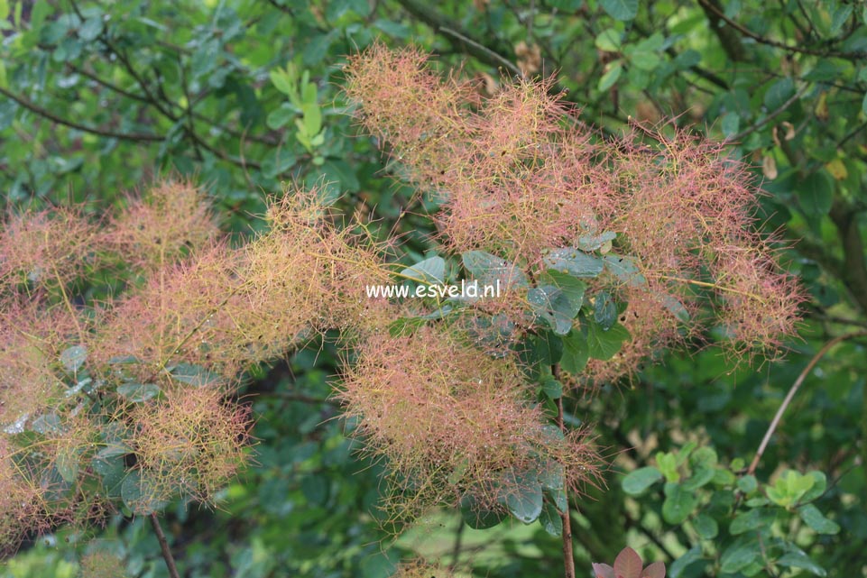 Cotinus coggygria 'Westonbirt Orange'