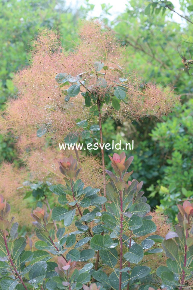 Cotinus coggygria 'Westonbirt Orange'