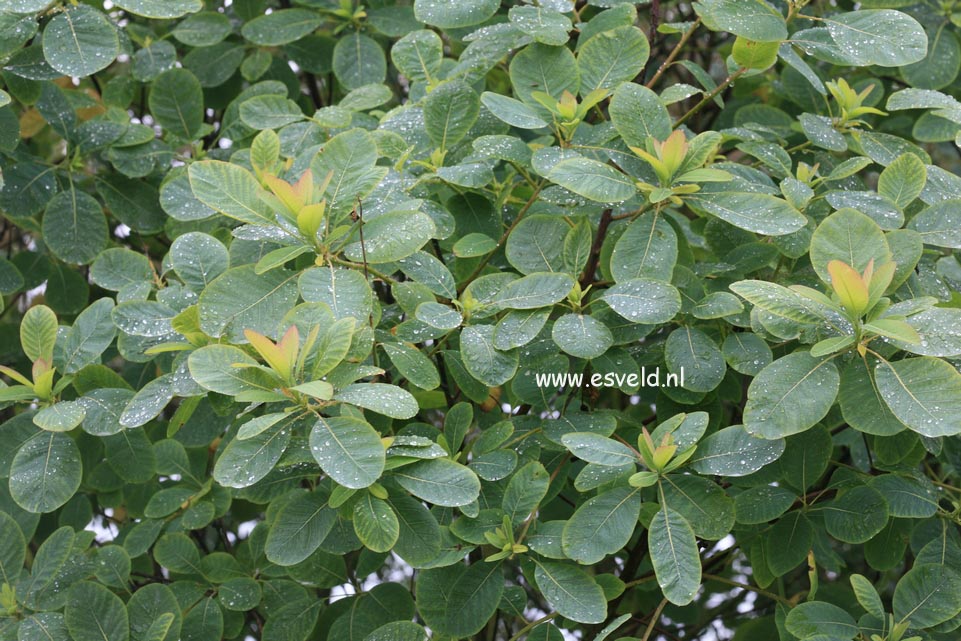 Cotinus obovatus