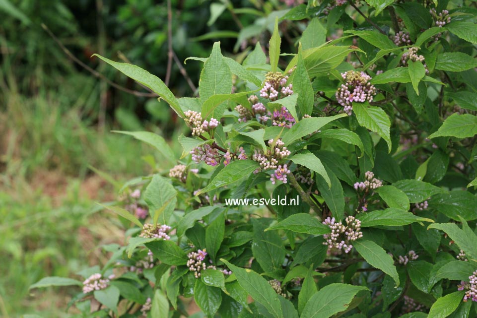 Callicarpa kwangtungensis