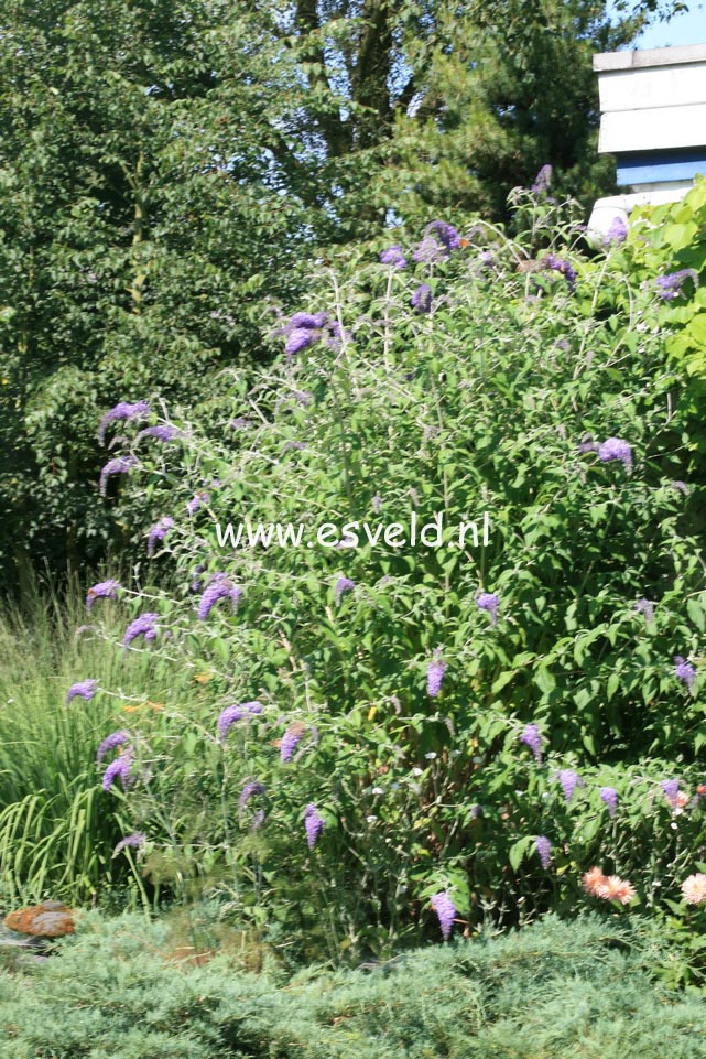 Buddleja fallowiana