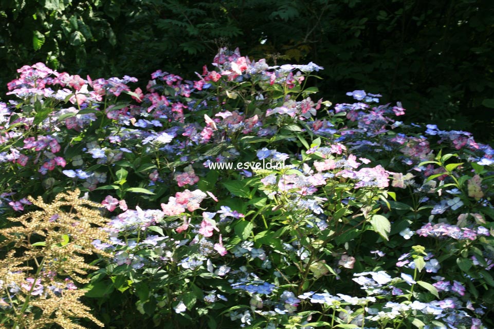 Hydrangea serrata 'Bluebird'