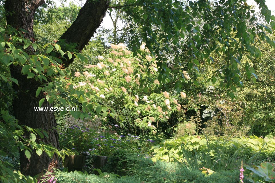 Betula nigra