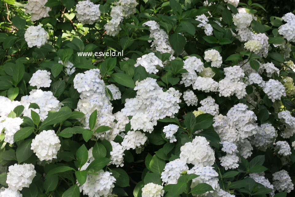 Hydrangea macrophylla 'Mme. E. Mouillere'