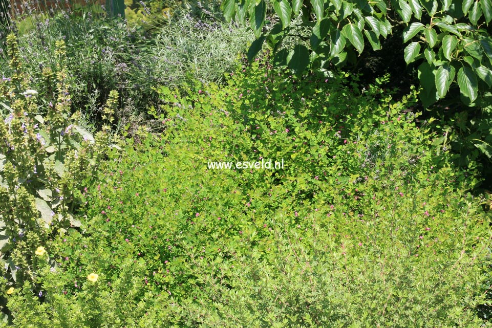 Lespedeza bicolor 'Yakushima'