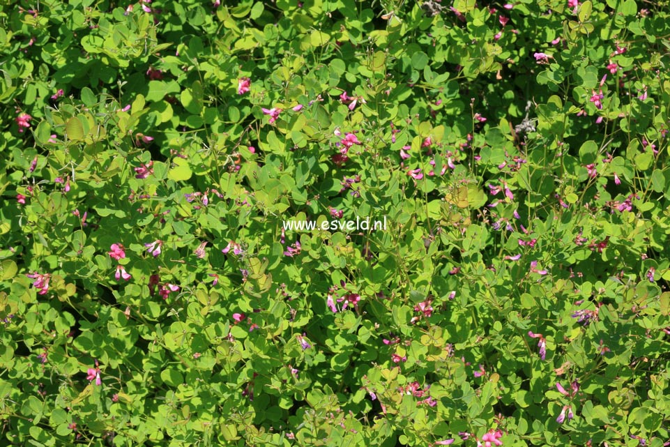 Lespedeza bicolor 'Yakushima'