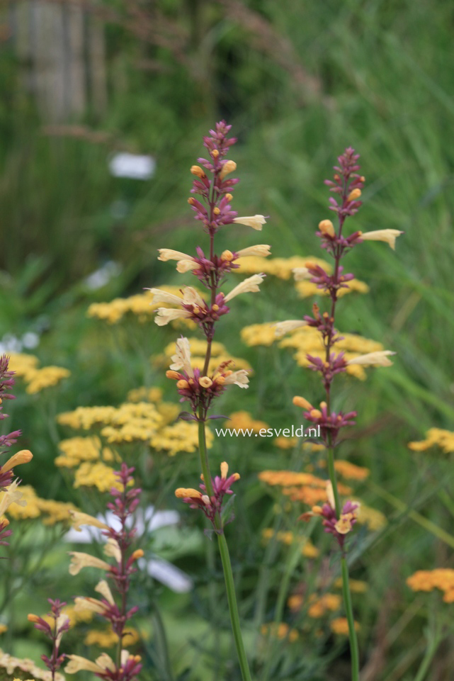 Agastache 'Summer Glow'