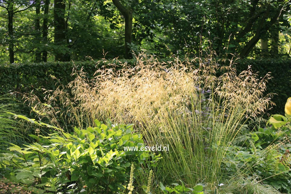 Deschampsia cespitosa 'Goldschleier'