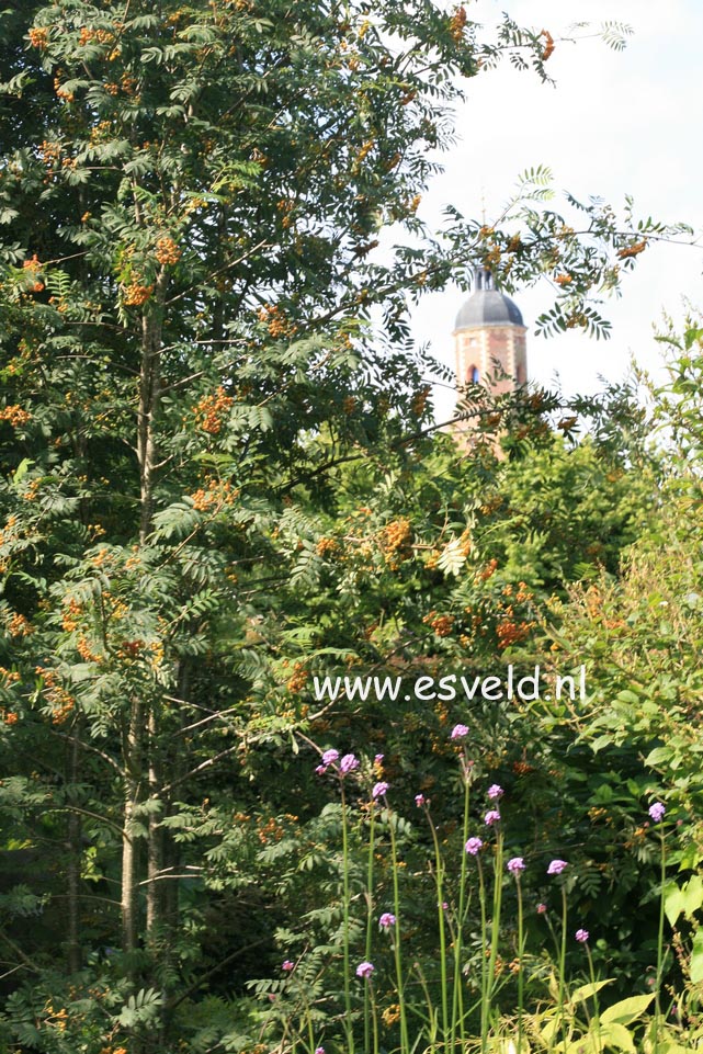 Sorbus aucuparia