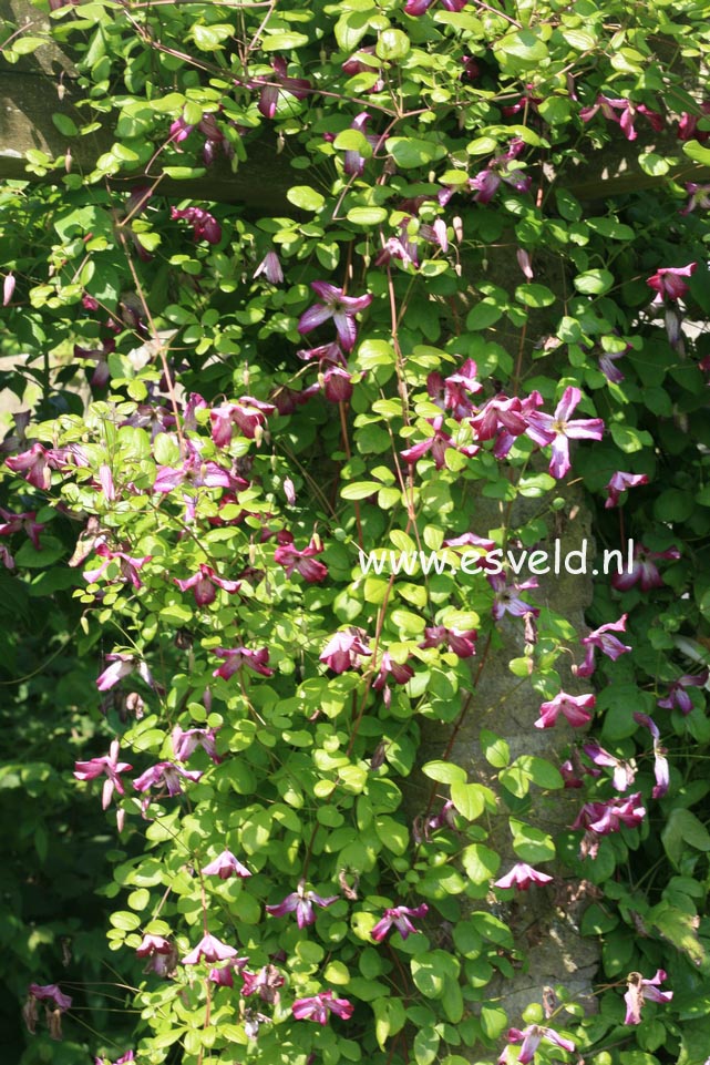 Clematis 'Minuet'