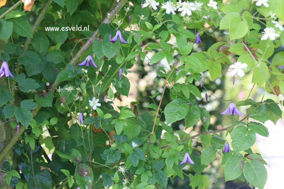 Clematis viticella