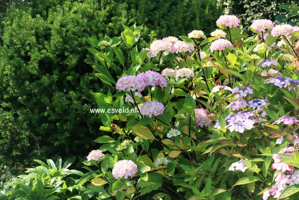 Hydrangea macrophylla 'Nigra'