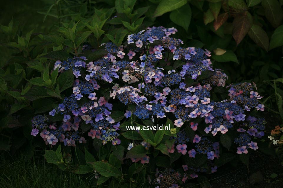 Hydrangea serrata 'Spreading Beauty'