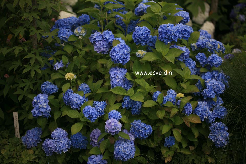 Hydrangea macrophylla 'Shin ozaki'