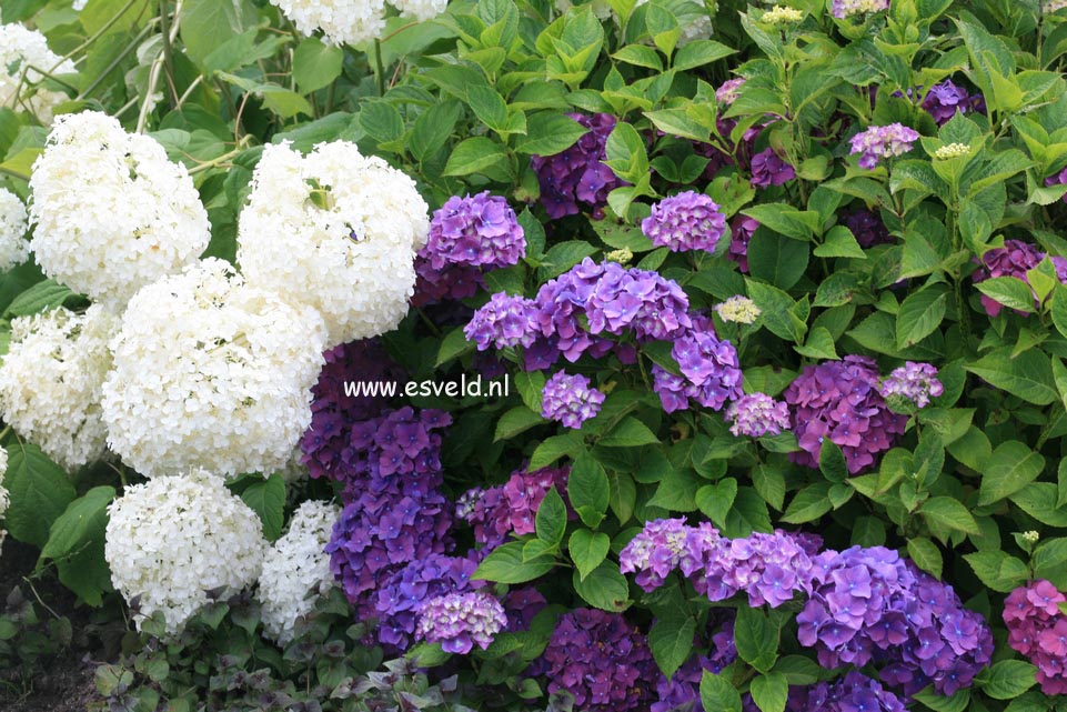 Hydrangea macrophylla 'Miss Belgium'