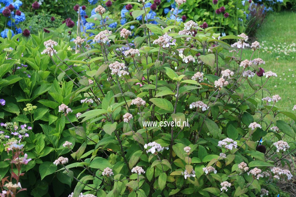 Hydrangea villosa 'Mauvette'