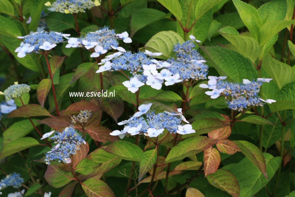 Hydrangea macrophylla 'Belzonii'