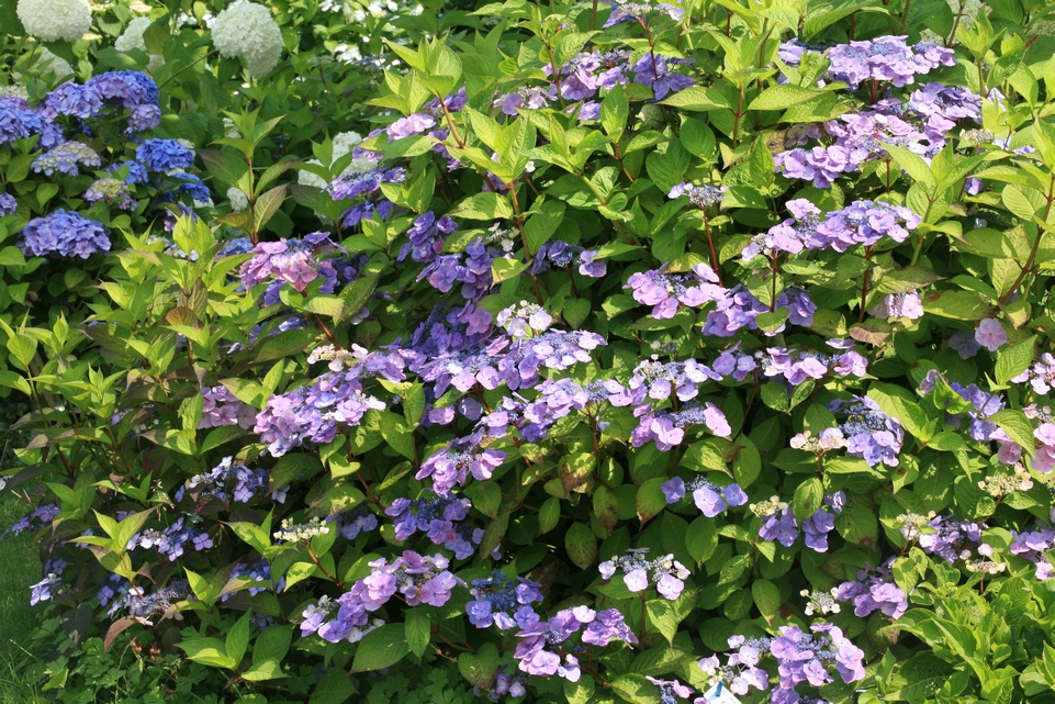 Hydrangea macrophylla 'Klaveren'