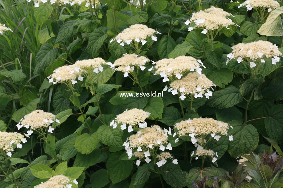 Hydrangea arborescens radiata