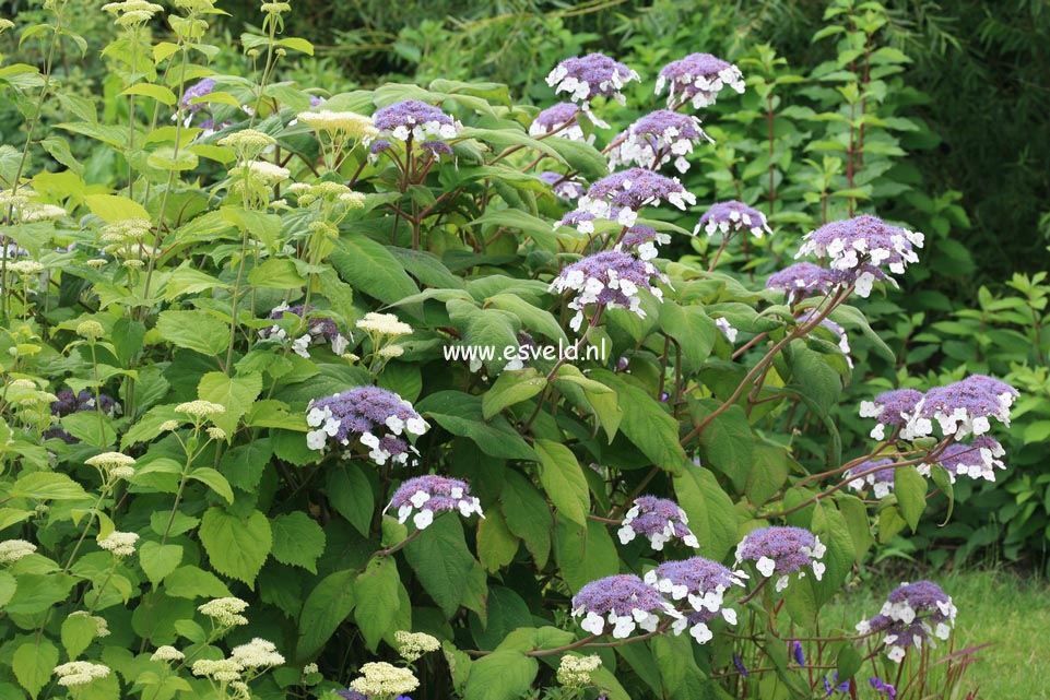 Hydrangea aspera 'Macrophylla'