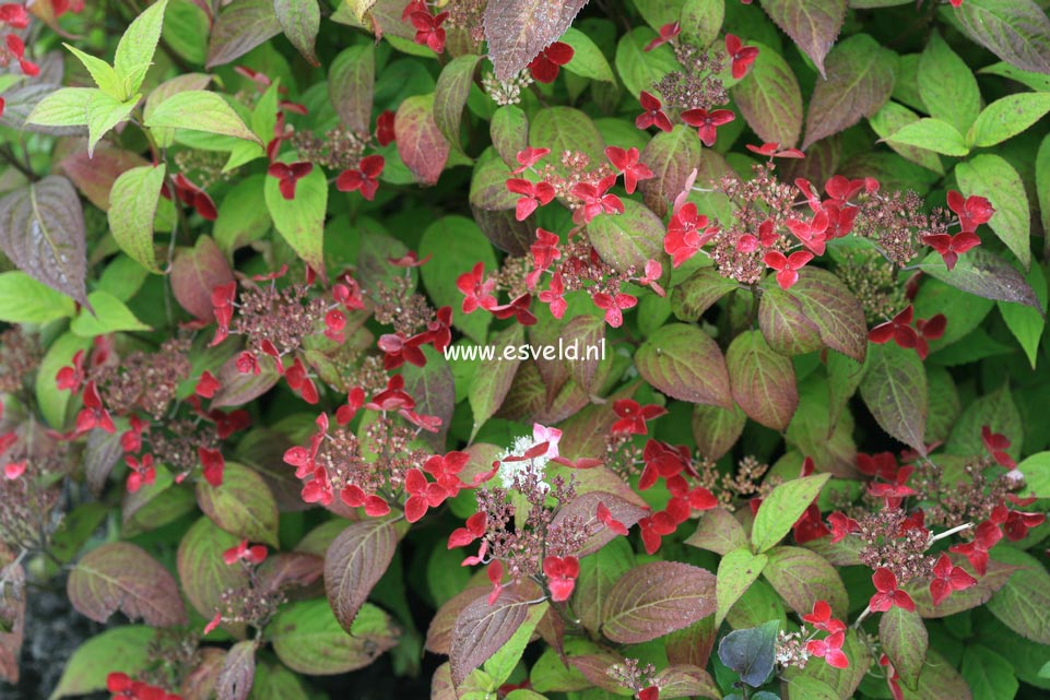 Hydrangea macrophylla 'Hatsu shime'