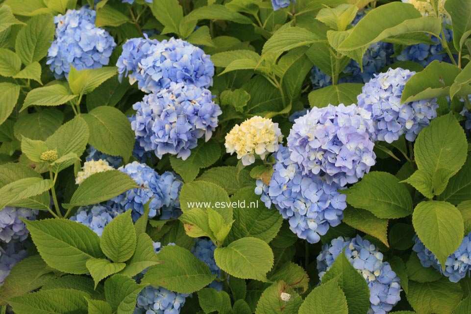 Hydrangea macrophylla 'Blue Bonnet'