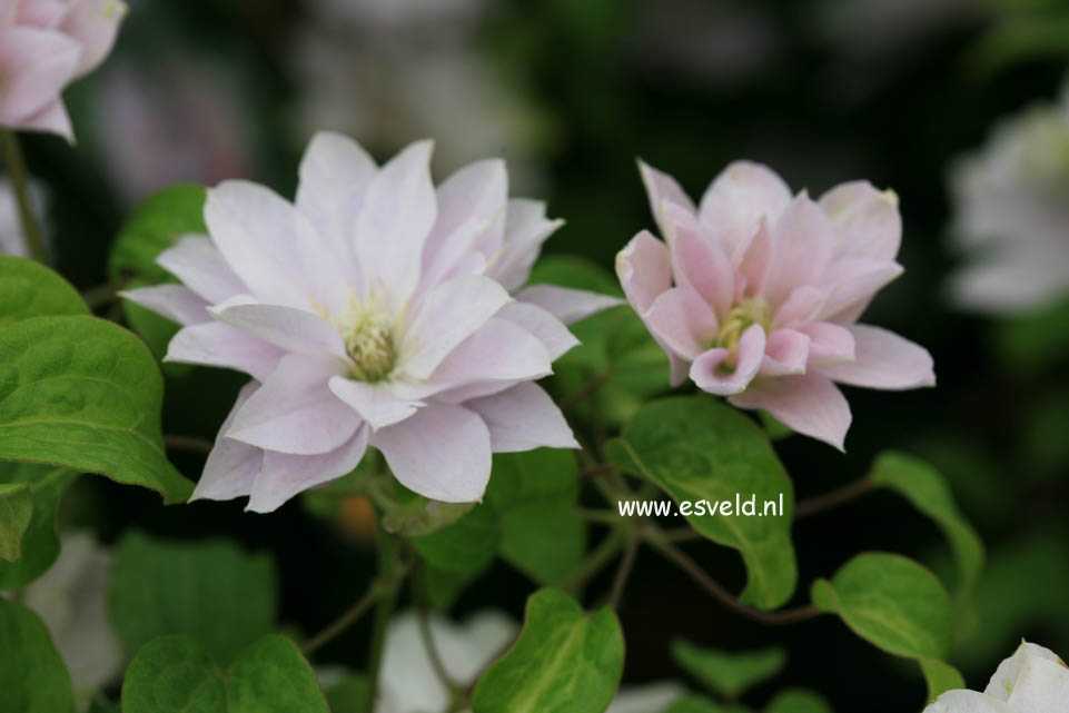 Clematis 'Zodaque' (DANCING QUEEN)