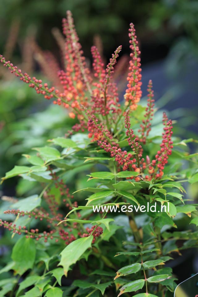 Mahonia 'Cabaret'