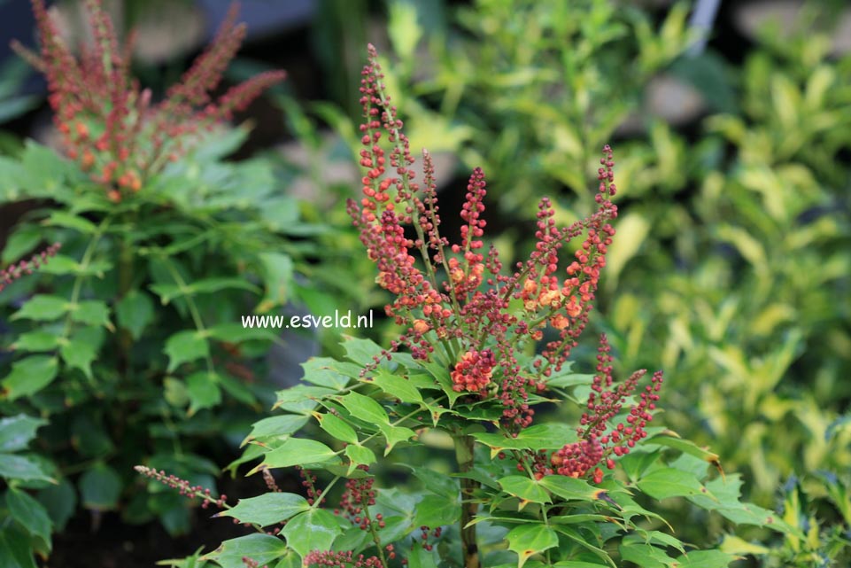 Mahonia 'Cabaret'