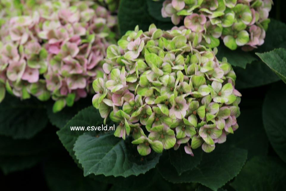 Hydrangea macrophylla 'Hokomac' (MAGICAL CORAL)