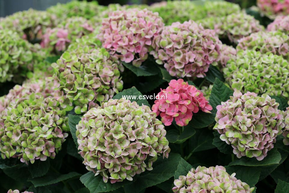 Hydrangea macrophylla 'Hokomac' (MAGICAL CORAL)