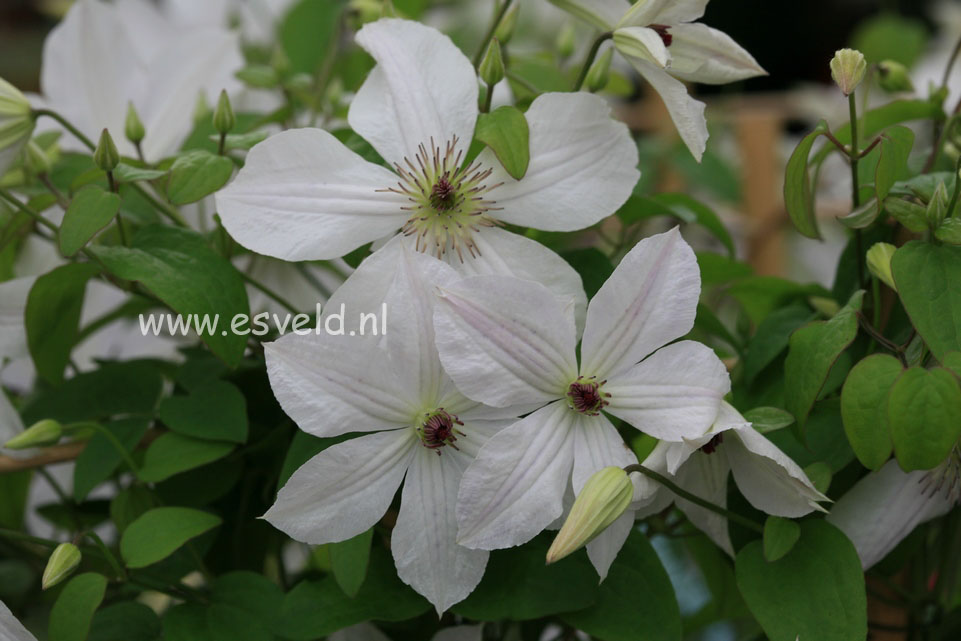 Clematis 'Zodado' (DANCING DORIEN)