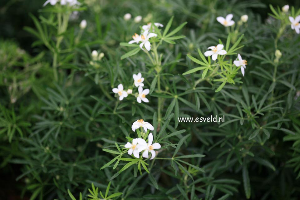 Choisya ternata 'Londaz' (WHITE DAZZLER)