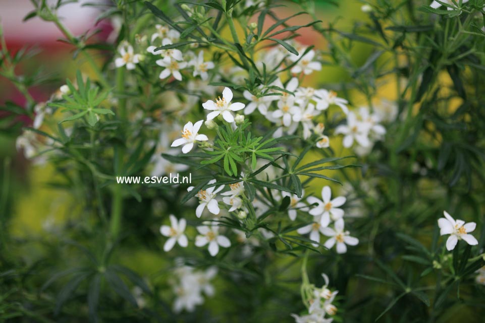 Choisya ternata 'Londaz' (WHITE DAZZLER)