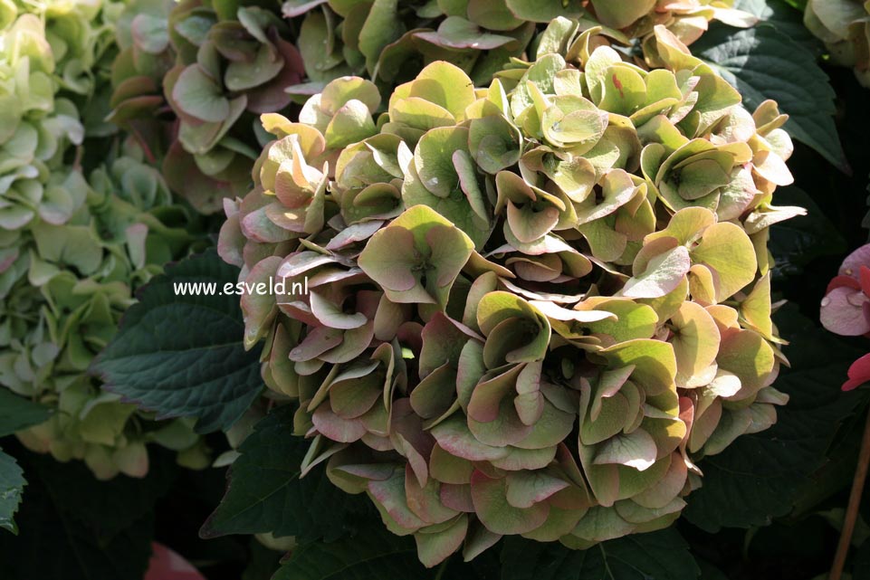 Hydrangea macrophylla 'Horo' (MAGICAL ROBIN)