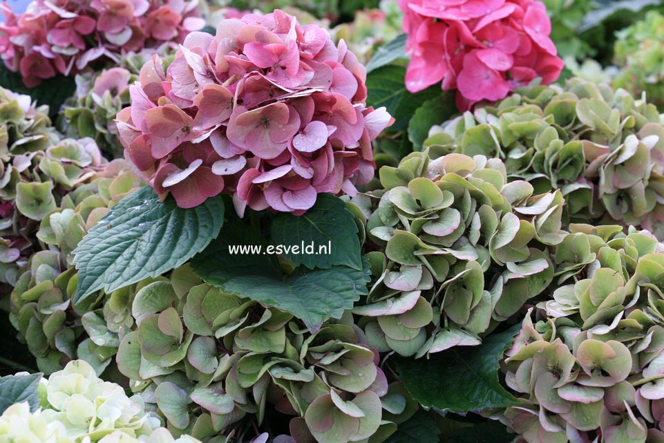 Hydrangea macrophylla 'Horo' (MAGICAL ROBIN)