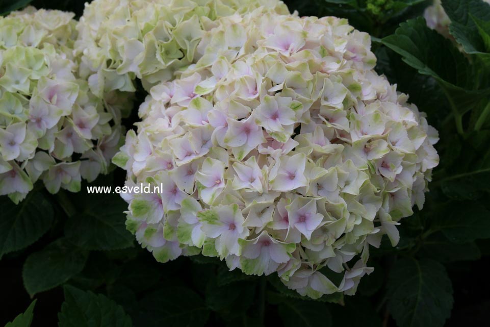 Hydrangea macrophylla 'Hortmoc' (MAGICAL OCEAN)