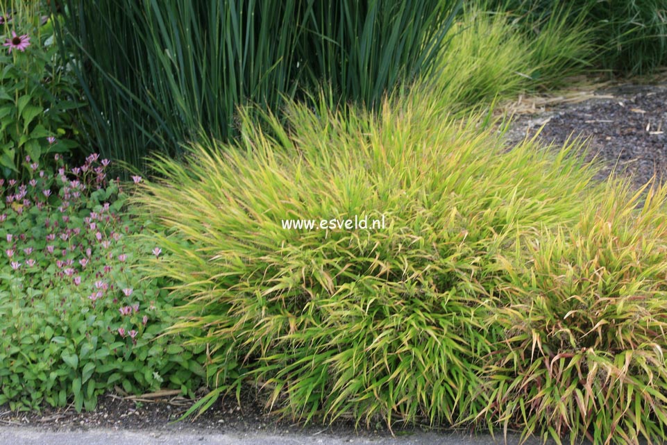 Hakonechloa macra