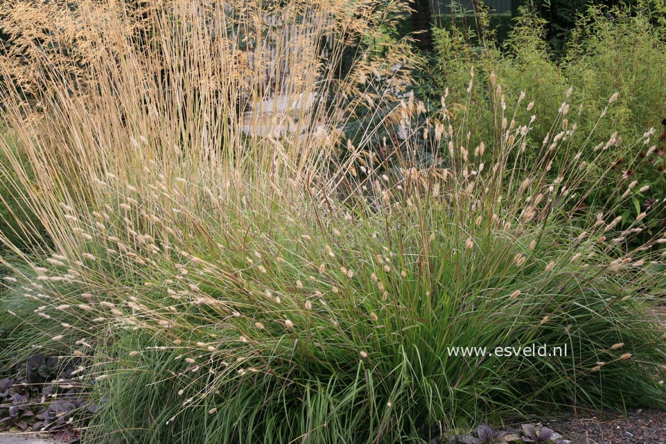 Pennisetum 'Red Bunny Tails'