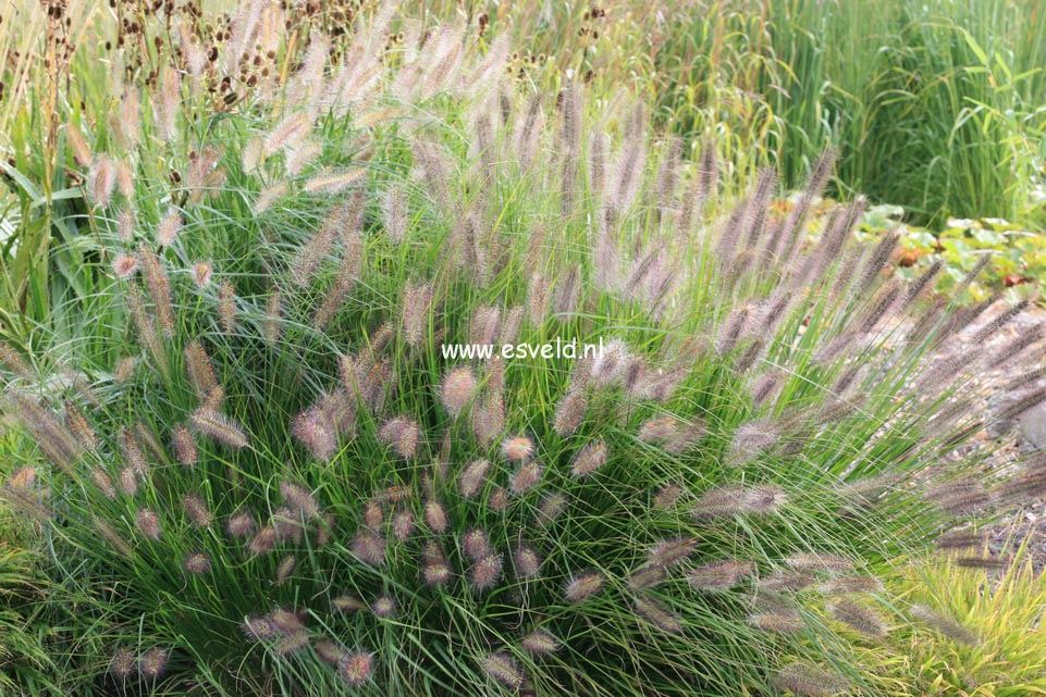 Pennisetum alopecuroides var. viridescens