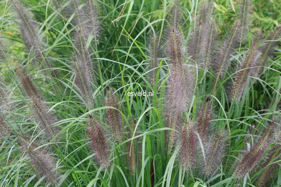 Pennisetum alopecuroides 'Black Beauty'