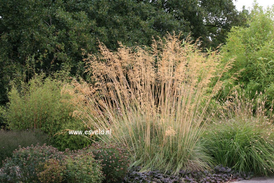 Stipa gigantea