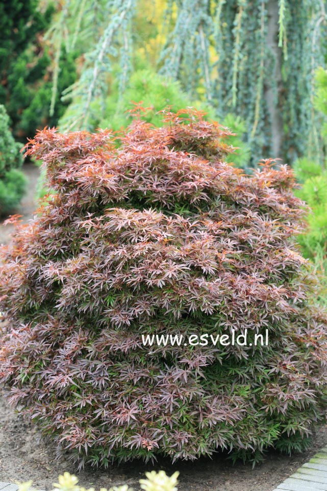 Acer palmatum 'Shaina'